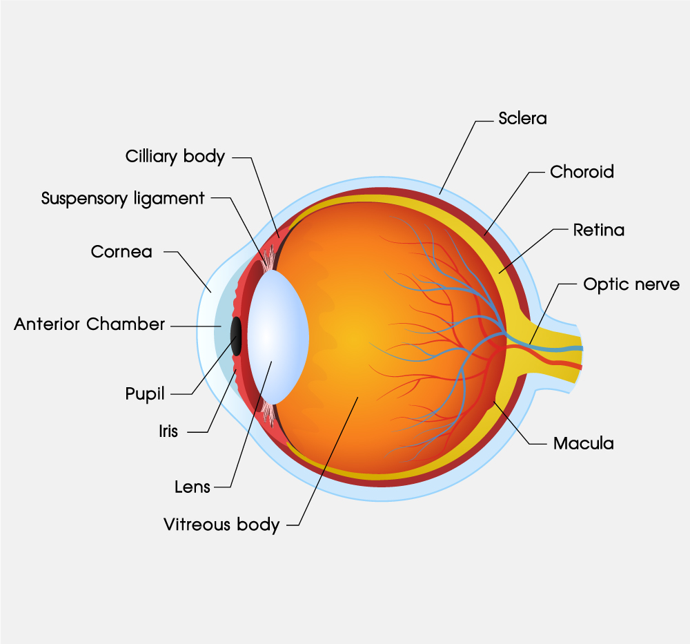 PRIVO lenses - The cornea focuses light into the eye